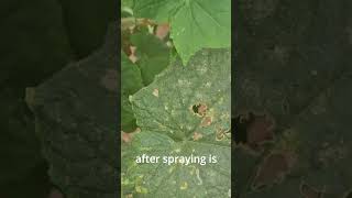 How to Use Hydrogen Peroxide in the Garden #gardeningvideos #gardensolutions
