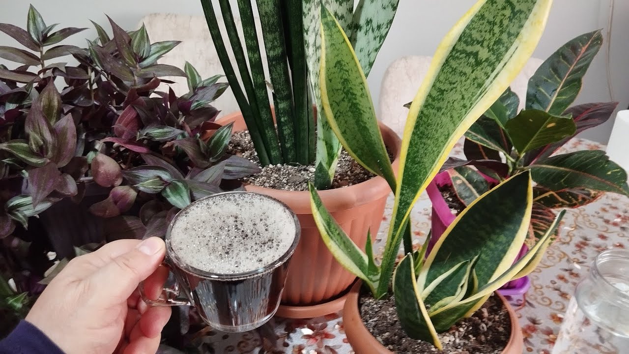 KIŞIN 1. BARDAK VERİN BİTKİLERİNİZİ ŞAŞIRTIN ÇİÇEK COŞTURAN FORMÜL