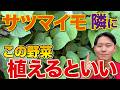 【初期生育が良くなる】サツマイモの隣に植えるだけでよく育つ相性抜群の野菜