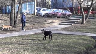 Дрессировка щенка кане корсо http://dogclass.ru/ Дрессировка щенка кане корсо http://dogclass.ru/