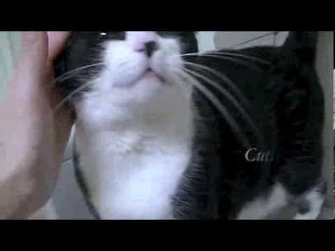 puppy paradise Furkids - Athena 11324