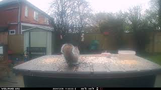 Squirrel Robin