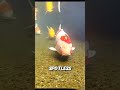 Why They Throw Live Fish Into the Streets 🤯