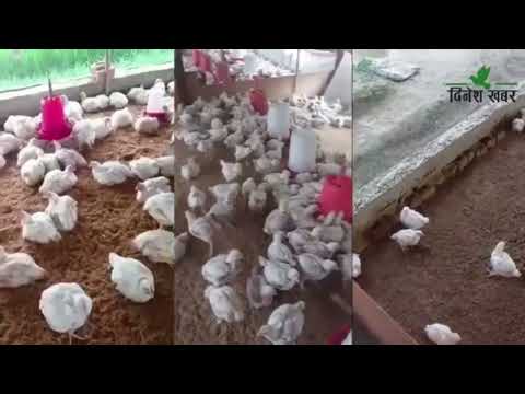 कर्जा प्रवाह नहुँदा माग गरेका किसानले सहुलियत ऋण पाएनन