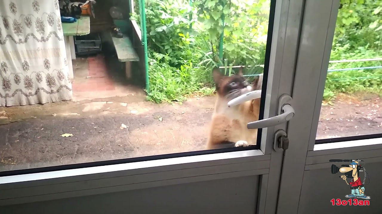 Умная Сима Smart cat Sima