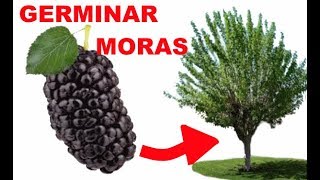 COMO SACAR LAS #SEMILLAS A LAS MORAS NEGRAS PARA TENER UN ARBOL MORERA - VIVIR EN EL CAMPO