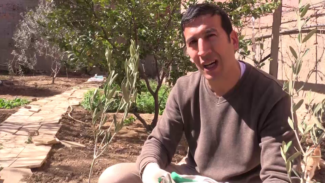 الحلقة الأولى كيفية تحضير شجيرة الزيتون قبل الغرس (الطريقة الصحيحة)