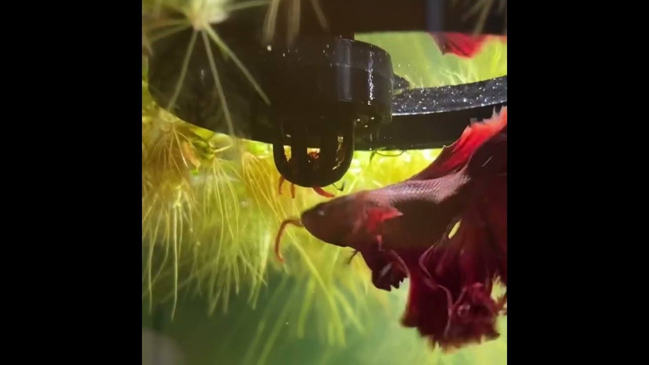 Aquarium Feeding Ring with Frozen Food Feeder, Betta/Shrimp Safe Fish Tank Decor