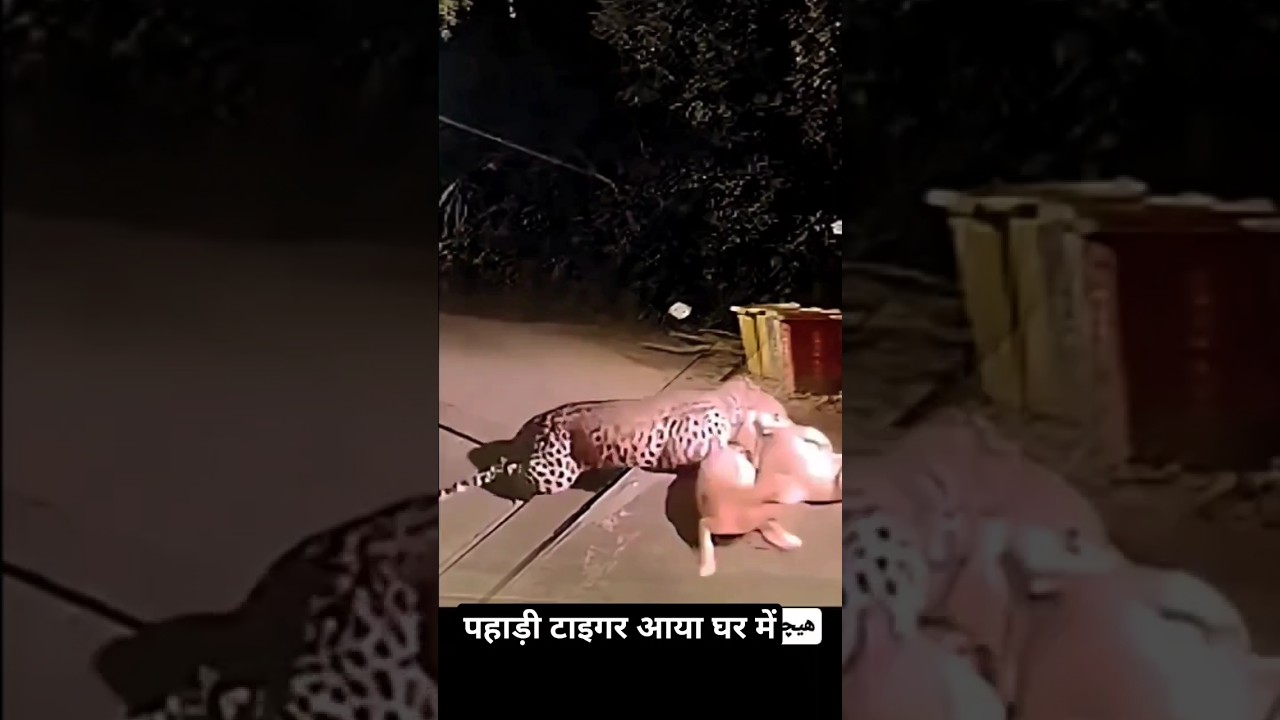 Pahadi Tiger Aaya Ghar M || Bahut khatarnaak Baagh || Kutta Le Gya || Pahadi Hills