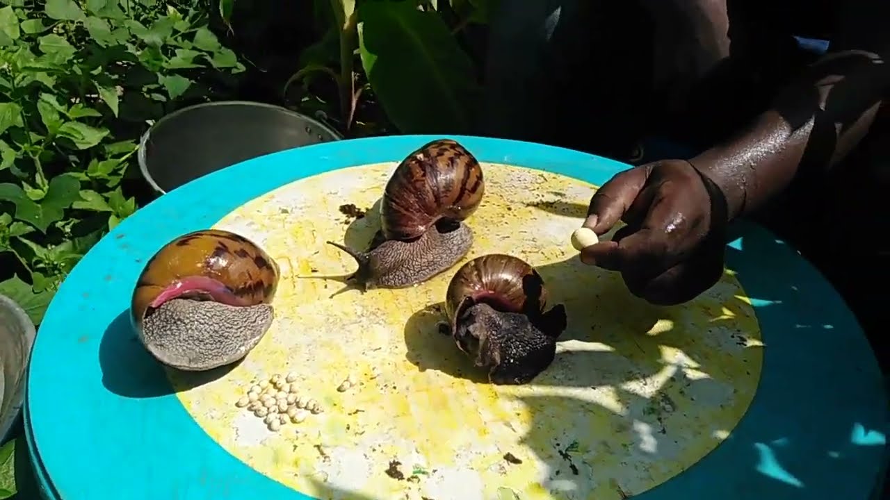 Difference Between Achatina Achatina Snail And Achatina Marginata Snail