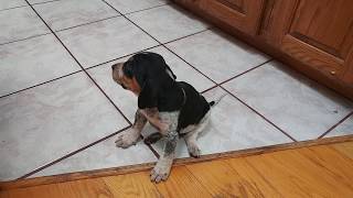 Precious baby BLUETICK COONHOUND PUPPY 'D.O.G.' at 4 weeks