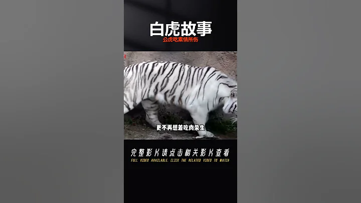 白虎交配慾望太大，強上母虎交配致其死亡，公虎為情所傷改行吃素 #奇聞 - 天天要聞