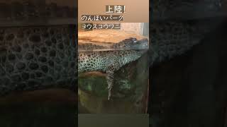 頑張って上陸 #ヨウスコウワニ #chinesealligator