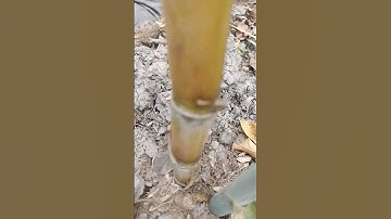 Chuyện lạ chưa lời giải thích rõ ràng về cây mía cao nhất 8m bán giá cao nhất thế giới