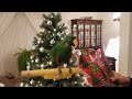 Jasper the Eclectus Parrot Opens Christmas Presents 2020