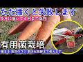 【9月人参】長雨で今年は３回撒き直しました｜来年まで収穫できる“有用菌栽培”のコツを全公開