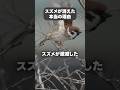 スズメが消えた本当の理由 #shorts #スズメ