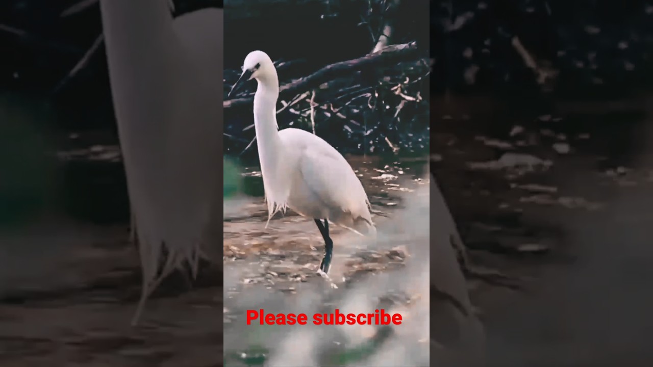 Smart Heron Used Bread To Fish ! Amazing Exotic Birds ! white Heron fishi..