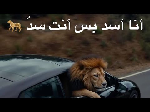 محمد البصيلي أنا أسد بس أنت سد
