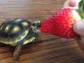 Turtle Eating Strawberry - Nom Nom Voiceover