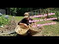 Colheita do Alho & Batata do Canteiro da Misericórdia /Garlic and Potato Harvest at the Mercy Garden