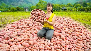 Harvesting Red Potatoes Goes To Market Sell  Animals Care | Phuong Daily Harvesting