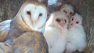 Barn Owl Chicks Thrive Despite Their Clueless Dad | Willow & Ghost | Robert E Fuller