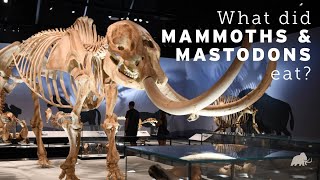 What did Mammoths and Mastodons eat?