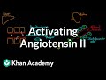 Activating angiotensin 2 | Renal system physiology | NCLEX-RN | Khan Academy