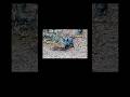 Wild Boar Hunt🐗🐗#hunting #viral #viralvideo #wildanimals #wildlife #shorts #shortvideo #wildboar