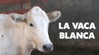 La Vaca Blanca