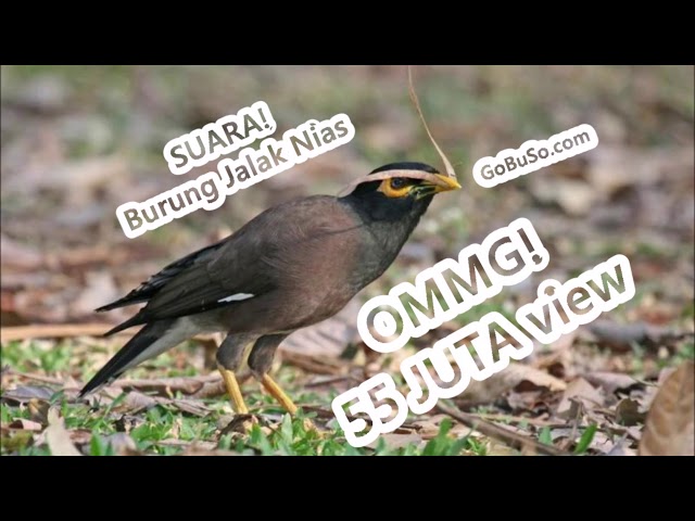 Common Myna Relaxing Nature Sounds - Suara Pikat Burung Jalak Nias Ngomong Gacor Full Isian Mp3 class=