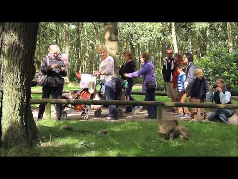 Monkey Forest (HD)