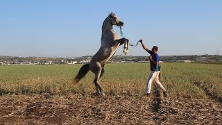 خيل وخيالة 2  -  2 Knights Horses