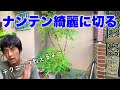 素人の9割が知らないナンテンの剪定こうすれば綺麗になる!(有料級)