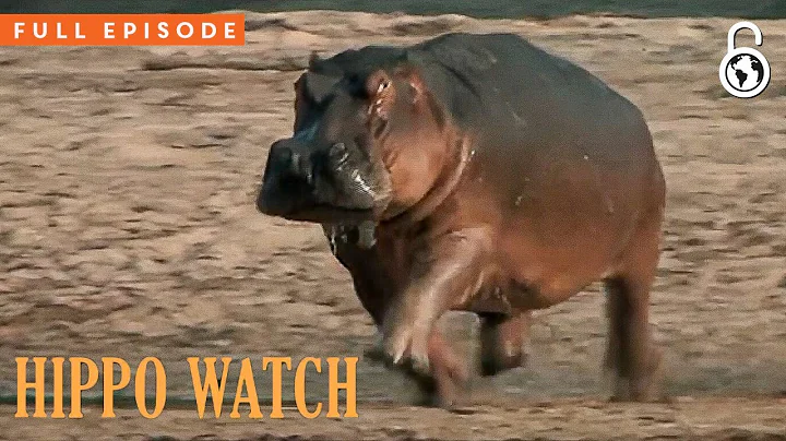 Hippo Watch With Steve Backshall Season 1 Episode 2 Full Episode