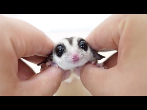 モモンガちゃんスペシャルリクエスト ありゅ🧸🦎🐻 on X: 