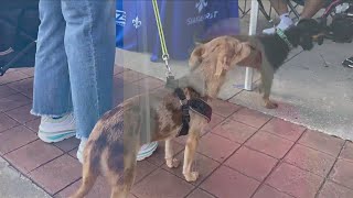 Baton Rouge community gives generous donations to local animal shelters