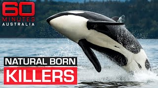 The shocking moment a killer whale attacks its trainer | 60 Minutes Australia by 60 Minutes Australia 112,957 views 7 days ago 14 minutes, 51 seconds