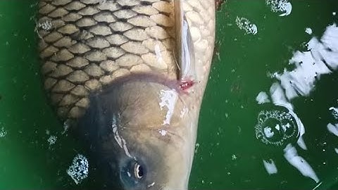 đi bắt cá ở Ayun rất tò Tham Rc 81