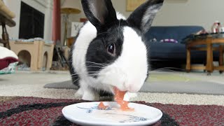 : Ungrateful rabbit noisily slurping grapefruit then running away and flicking his feet