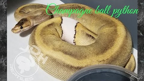 Champagne ball python - genetic spotlight.