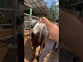 Suntik ATP sapi pejantan super‼️#shorts #animals #cow