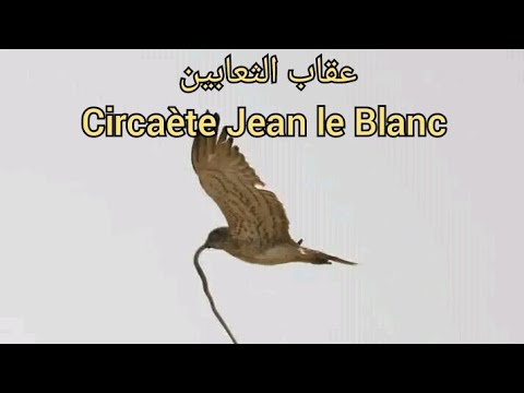 عقاب الثعابين الجزائر    