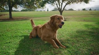Montgomery County releases rabies clinic schedule