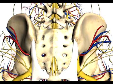 Anatomy of posterior iliac crest bone marrow biopsy - YouTube