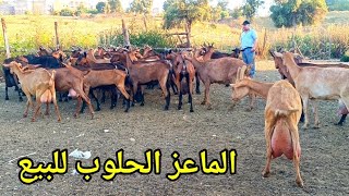 المعزات الحلوب للبيع 0643694915 نواحي فاس سهب الورد المليح والجودة 9/6/2026 فرجة ممتعة 📞💔🤲