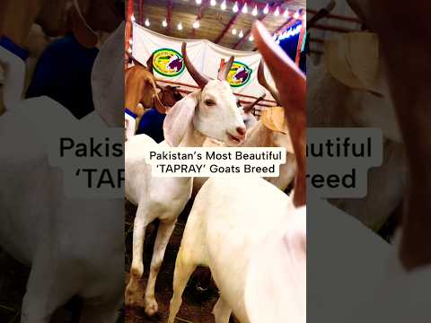 Tapray Breed - Pakistan’s Most Beautiful Bakray | Faisal Javed TV #Tapray #bakraeid #qurbani2026