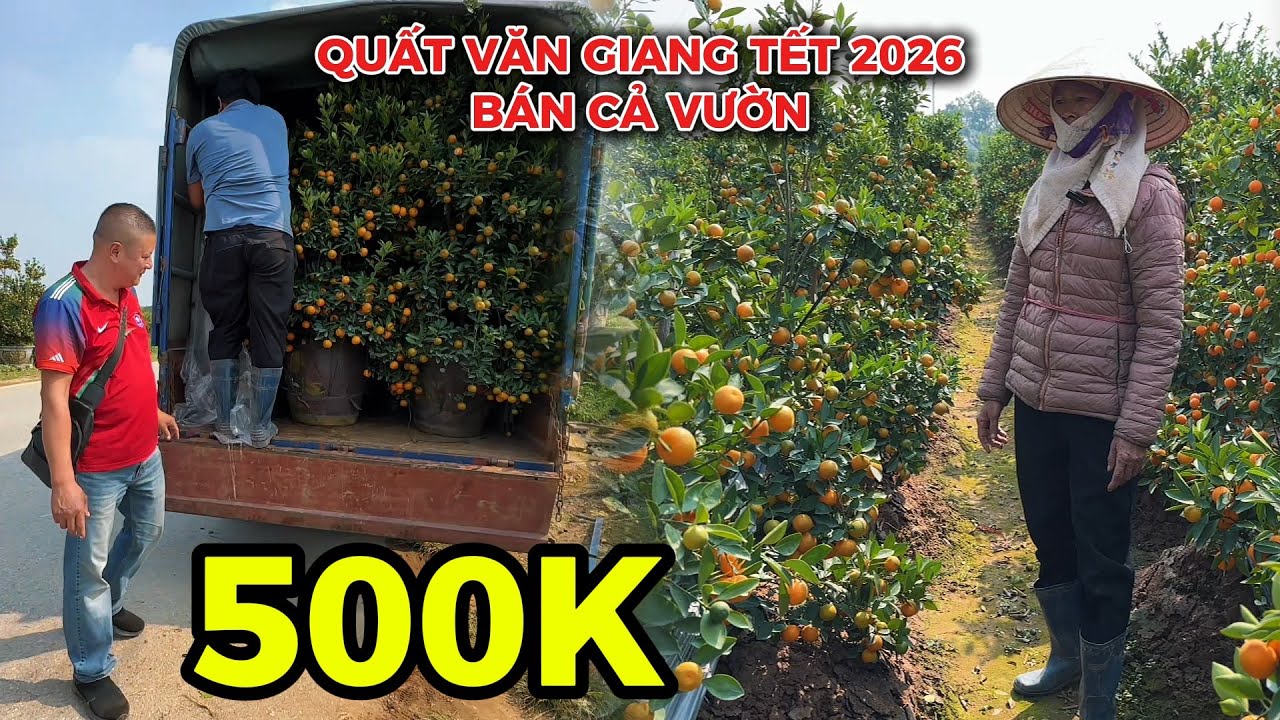 QUẤT VĂN GIANG TẾT 2026 GIÁ RẺ BÁN TẠI VƯỜN