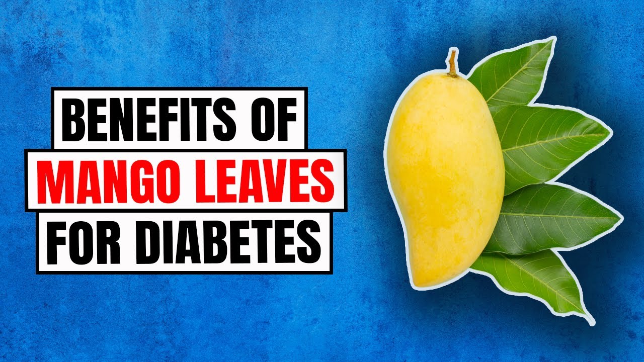 Mango Leaves for Diabetes Health Benefits of Mango Leaves YouTube